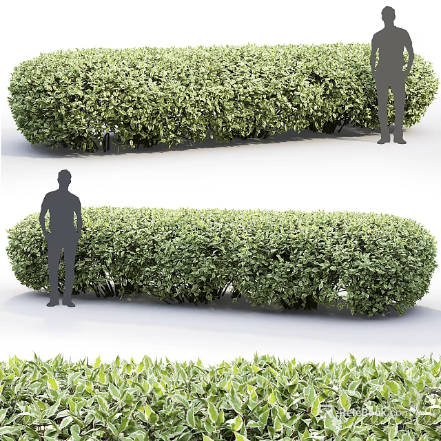 Well Trimmed Green Shrubs As Hedge With Human Silhouettes For Size Reference 3d model 