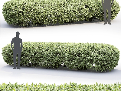 Hedge Square Hedge Green Belt Plant Isolation Belt Greening Wall Shrub 3d model