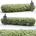 Well Trimmed Green Shrubs As Hedge With Human Silhouettes For Size Reference