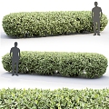 Hedge Square Hedge Green Belt Plant Isolation Belt Greening Wall Shrub 3d model