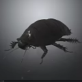 Dark Metallic Cockroach Close Up View With Shiny Exoskeleton And Gray Background 3d model