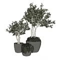Bonsai Plants In Different Sizes With White Trunks And Lush Green Leaves In Gray Pots