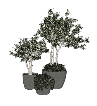 Modern potted plant green plant potted plant bonsai 3d model