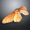 Brown Moth With Textured Spread Wings On Dark Gradient Background