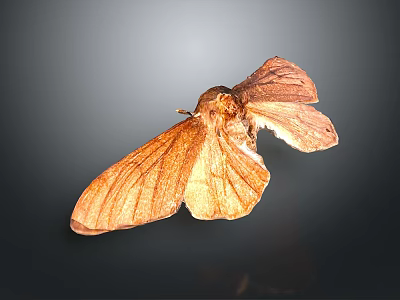 Brown Moth With Textured Spread Wings On Dark Gradient Background 3d model