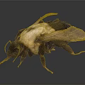 Highly Detailed 3D Bee Model With Realistic Wings And Textured Body