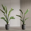 Indoor Potted Plants With Large Green Leaves In Gray Pots Light Walls And Wooden Decor