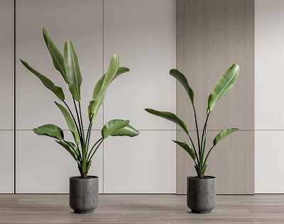 Indoor Potted Plants With Large Green Leaves In Gray Pots Light Walls And Wooden Decor 3d model