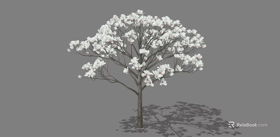 Tall Tree with Abundant White Flowers and Branchy Structure Casting Shadow 3d model