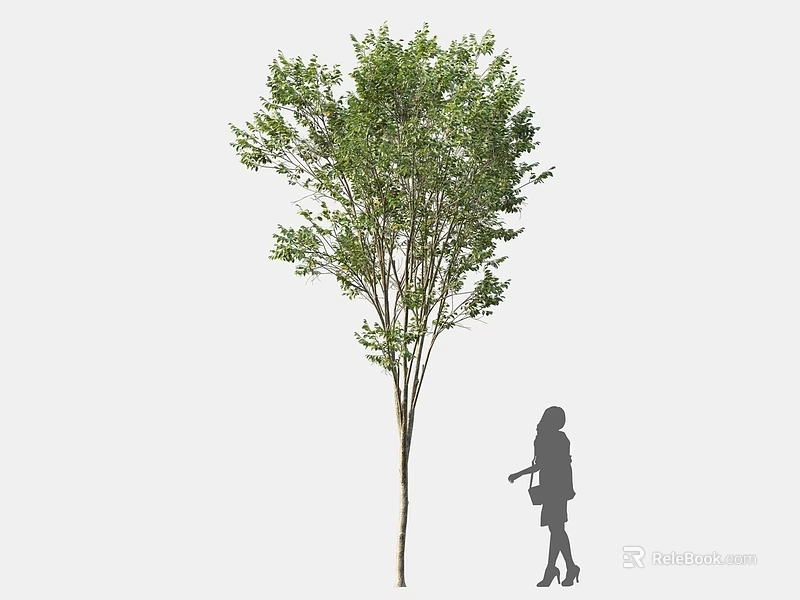 Tall Green Leafy Tree With Slender Trunk And Female Silhouette Standing Beside 3d model 