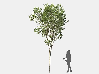 Tall Green Leafy Tree With Slender Trunk And Female Silhouette Standing Beside 3d model