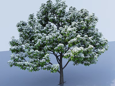 Lush Green Tree with White Flowers and Dark Trunk on Light Blue Background 3d model
