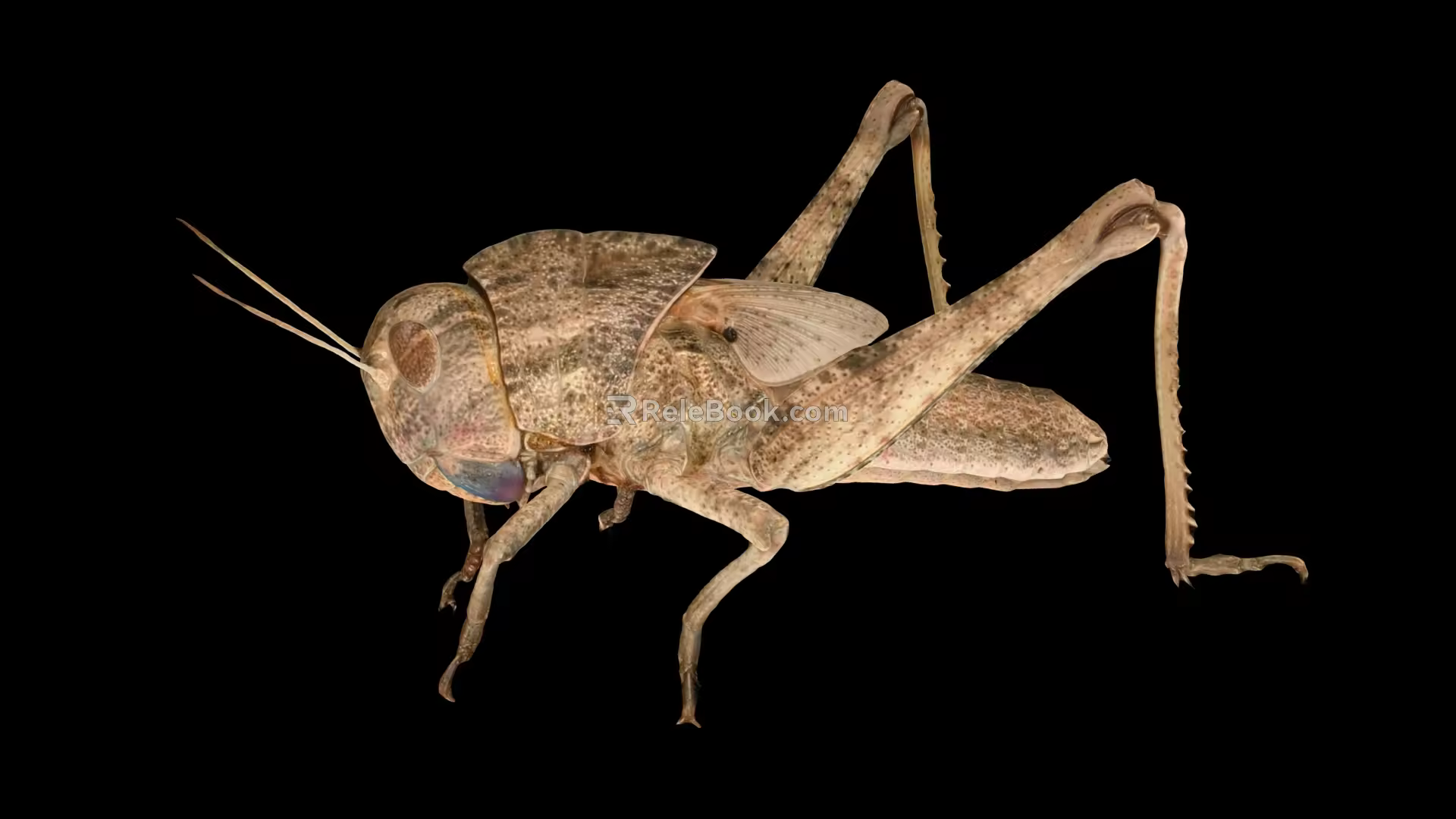 locust larva locust larva pest grasshopper insect 3d model