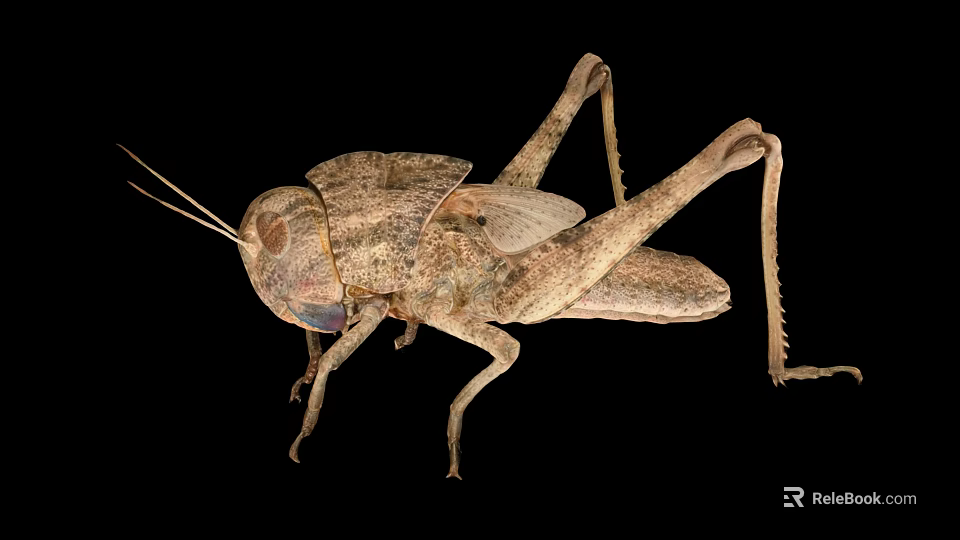 Flying Grasshopper with Brown Exoskeleton Long Legs and Winged Body Close-up Isolated on Black Background 3d model 