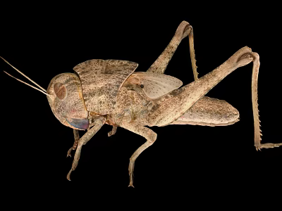 Flying Grasshopper with Brown Exoskeleton Long Legs and Winged Body Close-up Isolated on Black Background 3d model