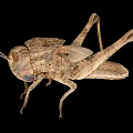locust larva locust larva pest grasshopper insect 3d model
