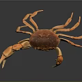 Realistic Orange Brown Crab With Large Claws On Dark Background And Reflection