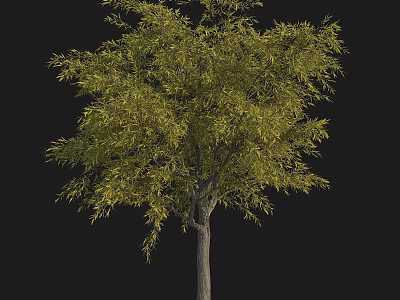 3D Rendering Lush Green Arbor With Sturdy Trunk And Dense Foliage Against Black Background 3d model