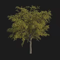 3D Rendering Lush Green Arbor With Sturdy Trunk And Dense Foliage Against Black Background