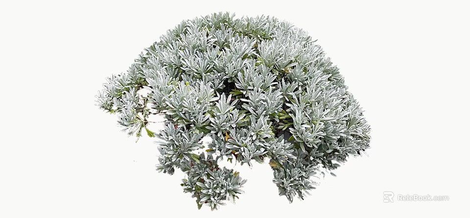 Silver Leaf Shrub With Dense Rounded Canopy For Garden Landscaping 3d model 
