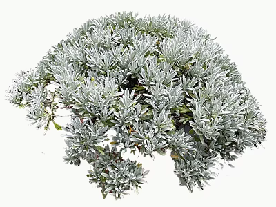 Silver Leaf Shrub With Dense Rounded Canopy For Garden Landscaping 3d model