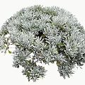 Silver Leaf Shrub With Dense Rounded Canopy For Garden Landscaping