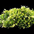 Various Types Of Colorful Bushes With Different Shapes For Garden Landscaping