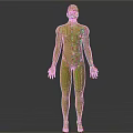 Man Golden 3D Anatomical Model With Front And Back Views And Markers