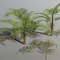 Lush Palm Trees With Green Feathery Leaves Brown Trunks And Scattered Leaves In 3D Render