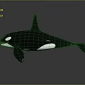 Realistic 3D Orca Model With Black And White Body Dorsal Fin And Open Mouth