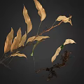 Lush Natural Fern Plant With Green And Brown Leaves And Exposed Roots