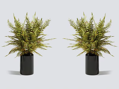 Elegant Potted Fern Plants With Black Planters For Modern Home Decor 3d model