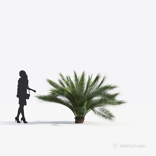 Tall Palm Tree With Green Foliage And Female Silhouette In White Background 3d model 
