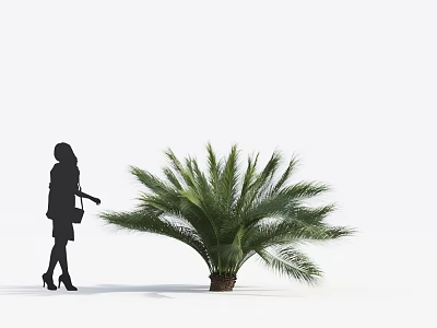 Tall Palm Tree With Green Foliage And Female Silhouette In White Background 3d model