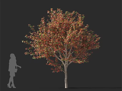 Lush Deciduous Arbor With Red And Green Leaves And Human Figure For Scale 3d model