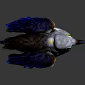 Vibrant Flying Bird With Large Green Eyes Blue Purple Feathers And Red Webbed Feet