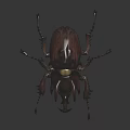 Modern Beetle Insect 3d model