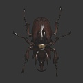 Modern Beetle Beetle Insect 3d model