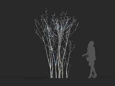 Deciduous Tree with Illuminated Trunks Leafless Branches Against Dark Background and Person Silhouette 3d model