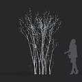 Deciduous Tree with Illuminated Trunks Leafless Branches Against Dark Background and Person Silhouette 3d model