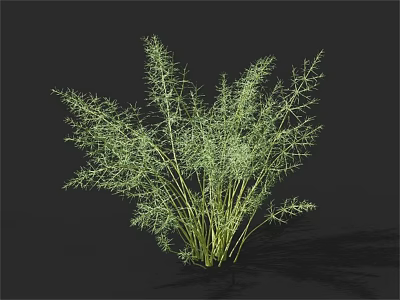Fresh Green Fennel Plant With Feathery Leaves And Slender Stems 3d model