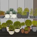 Bonsai and Potted Plants Collection with Various Shapes and Neutral Pots in Modern Interior