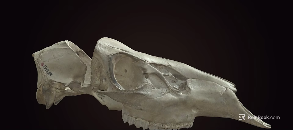 Animal Skull Detailed Skeletal Structure With Eye Socket And Teeth On Dark Background 3d model 