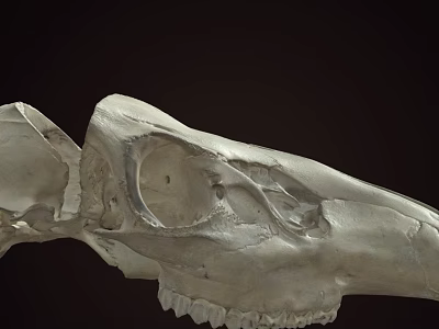 Animal Skull Detailed Skeletal Structure With Eye Socket And Teeth On Dark Background 3d model