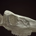 Animal Skull Detailed Skeletal Structure With Eye Socket And Teeth On Dark Background