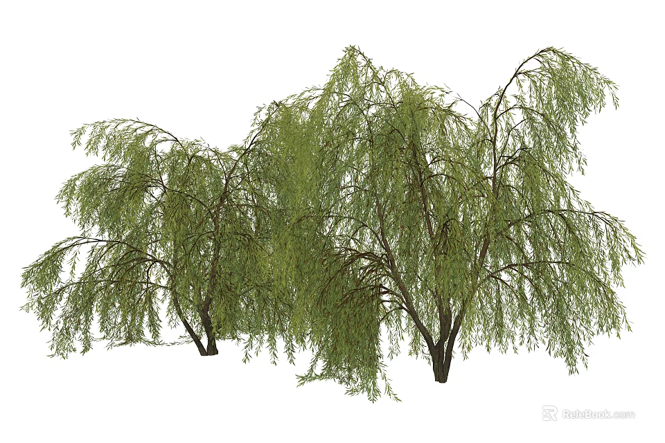 Weeping Willow Trees With Long Drooping Branches And Lush Green Foliage 3d model 