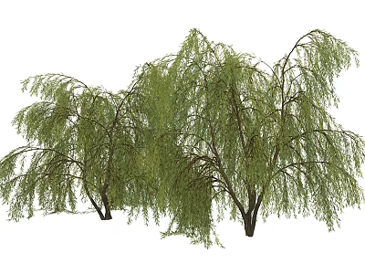 Weeping Willow Trees With Long Drooping Branches And Lush Green Foliage 3d model