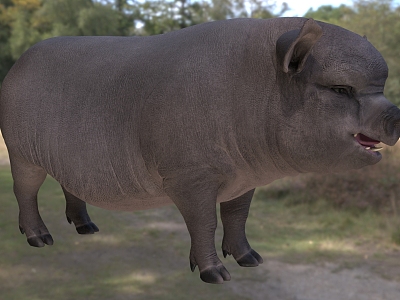 vietnam pot belly pig pot belly pig livestock animal model