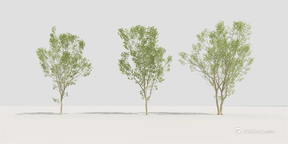 Three Green Arbor Trees With Lush Foliage And Slender Trunks In White Setting 3d model