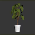 Green Leafy Plant with Brown Stems in White Ceramic Pot for Indoor Decoration